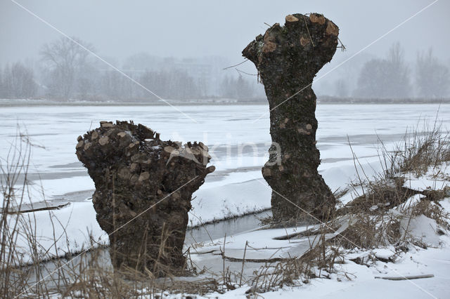 IJssel uiterwaarden