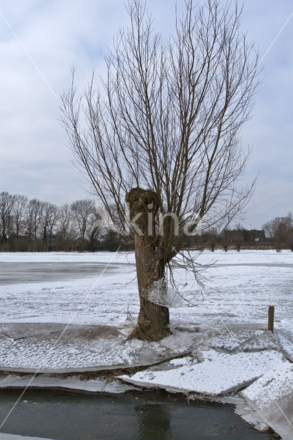 IJssel uiterwaarden