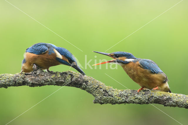 Kingfisher (Alcedo atthis)