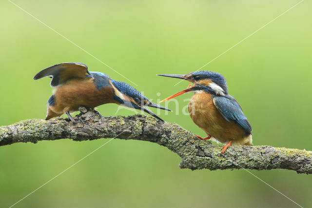 Kingfisher (Alcedo atthis)