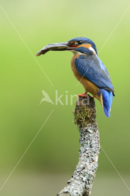 Kingfisher (Alcedo atthis)