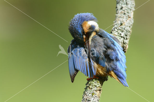 Kingfisher (Alcedo atthis)