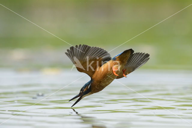 IJsvogel (Alcedo atthis)