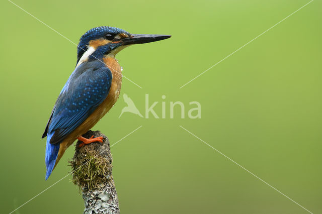 IJsvogel (Alcedo atthis)