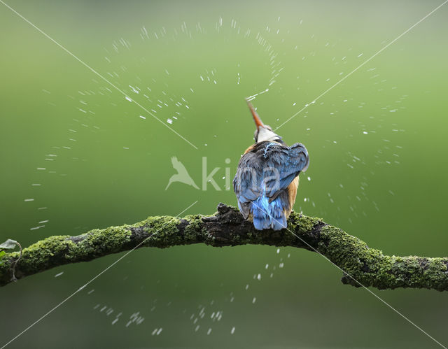 Kingfisher (Alcedo atthis)