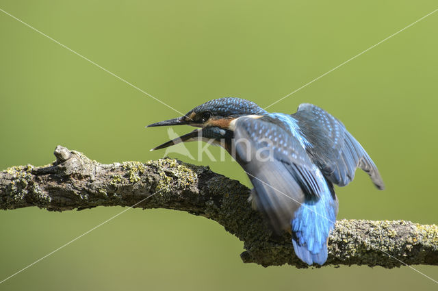 IJsvogel (Alcedo atthis)