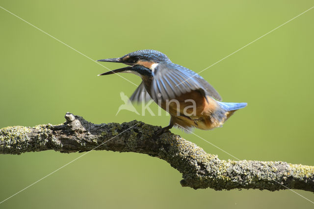 IJsvogel (Alcedo atthis)