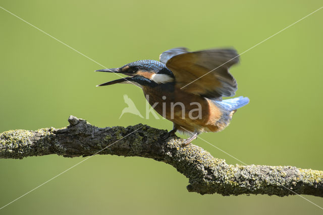 IJsvogel (Alcedo atthis)