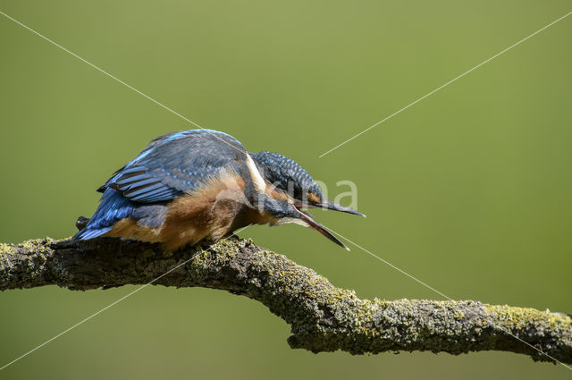 IJsvogel (Alcedo atthis)