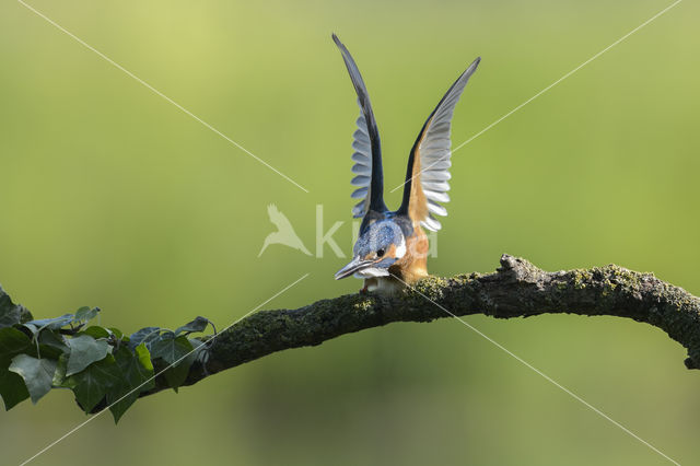 IJsvogel (Alcedo atthis)