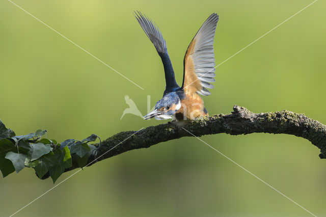 IJsvogel (Alcedo atthis)