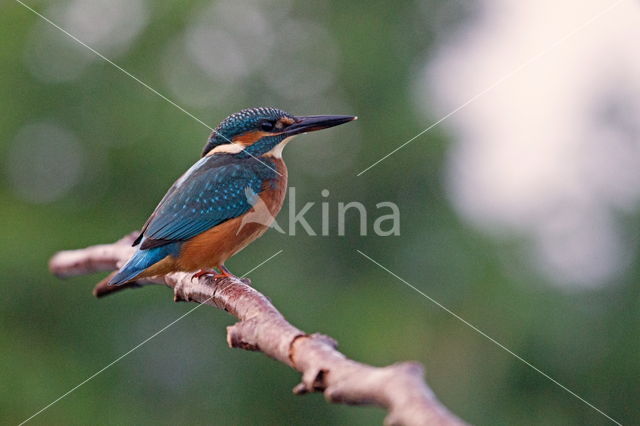 IJsvogel (Alcedo atthis)