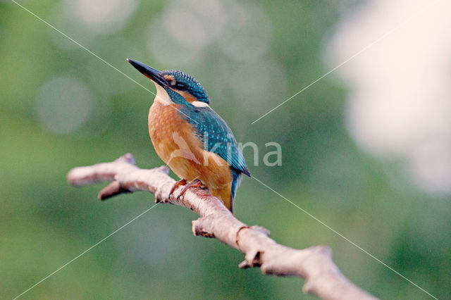 IJsvogel (Alcedo atthis)