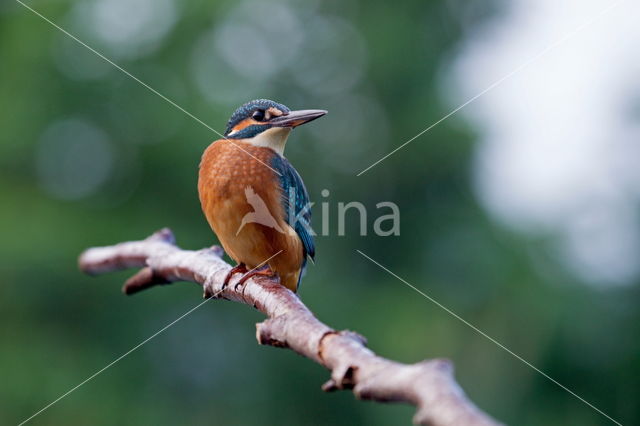 IJsvogel (Alcedo atthis)