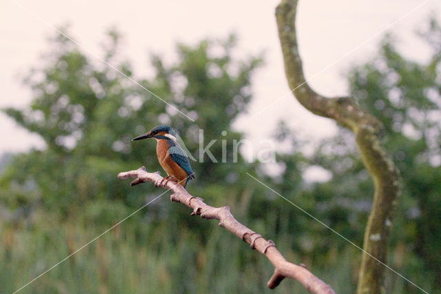 IJsvogel (Alcedo atthis)