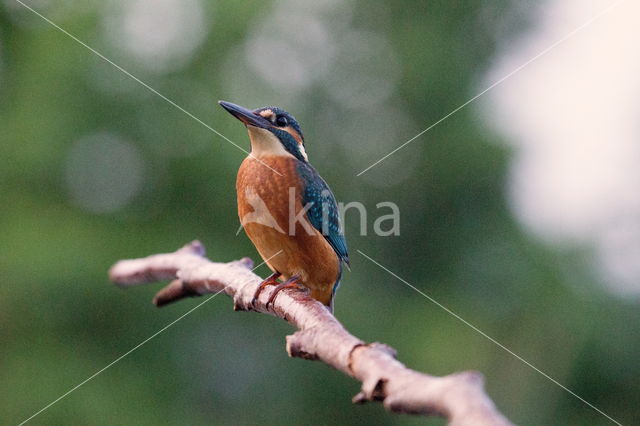 IJsvogel (Alcedo atthis)