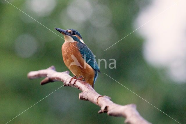 IJsvogel (Alcedo atthis)