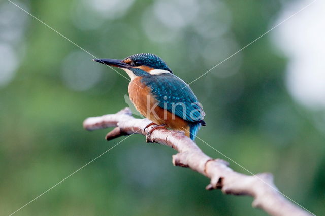 IJsvogel (Alcedo atthis)