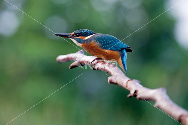 Kingfisher (Alcedo atthis)