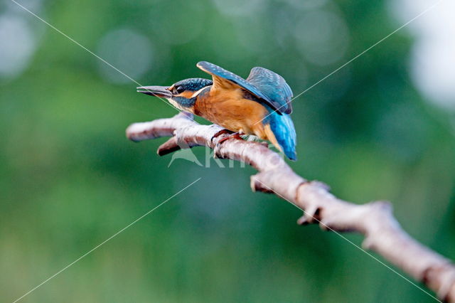 IJsvogel (Alcedo atthis)