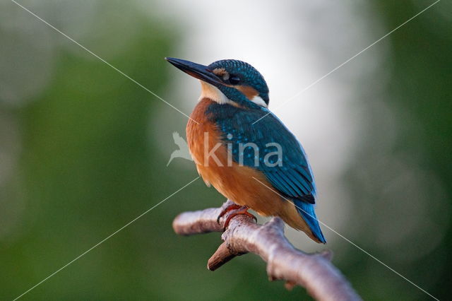 Kingfisher (Alcedo atthis)