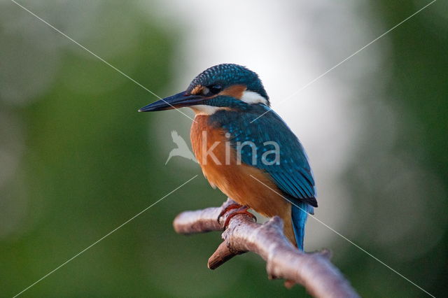 IJsvogel (Alcedo atthis)