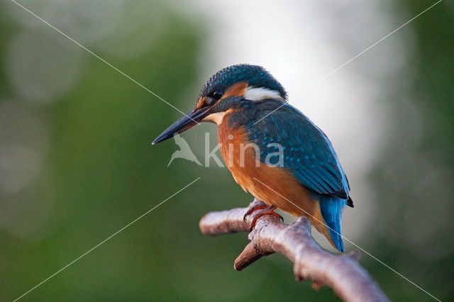 IJsvogel (Alcedo atthis)