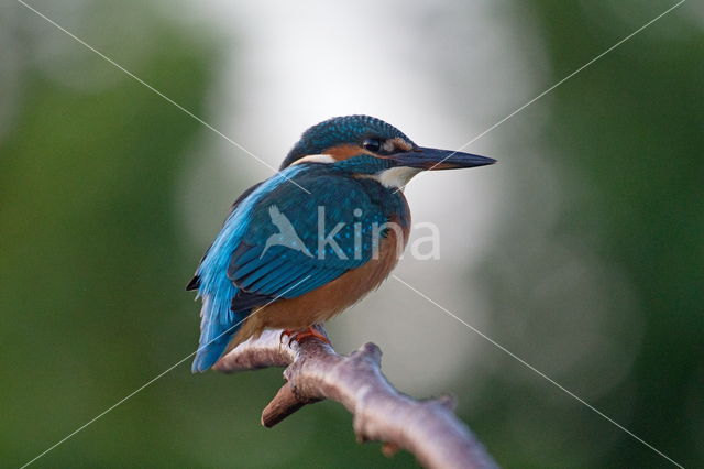 Kingfisher (Alcedo atthis)