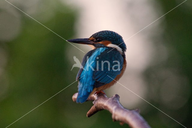 IJsvogel (Alcedo atthis)