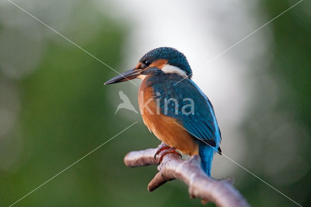 IJsvogel (Alcedo atthis)