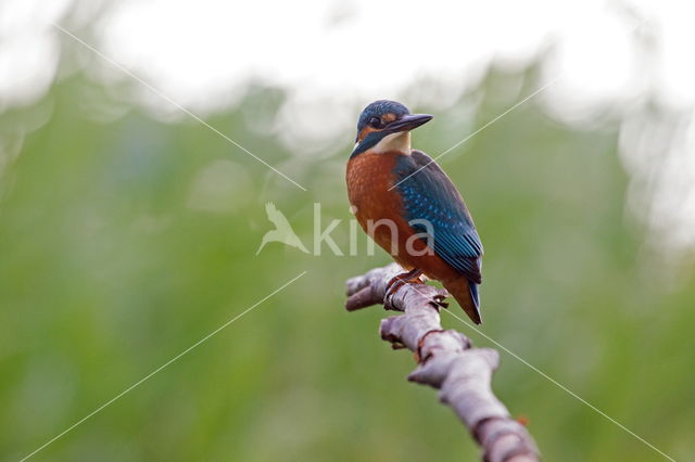 Kingfisher (Alcedo atthis)