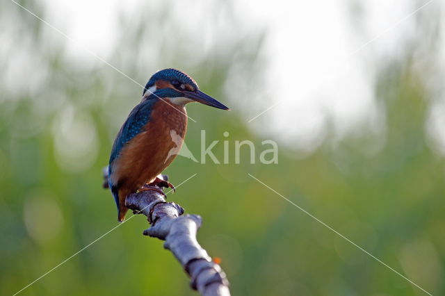 Kingfisher (Alcedo atthis)