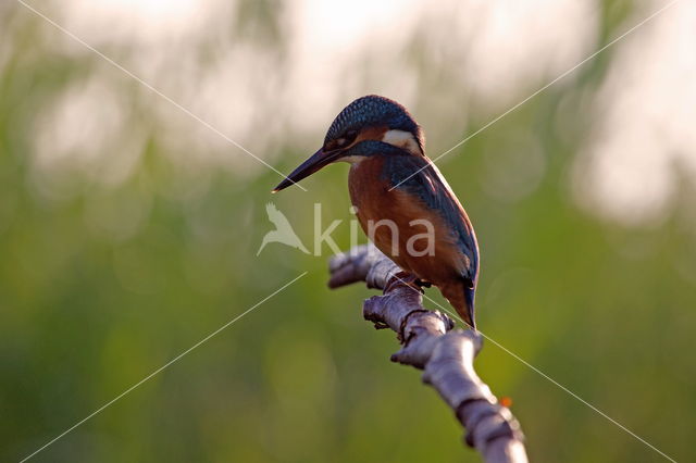 Kingfisher (Alcedo atthis)