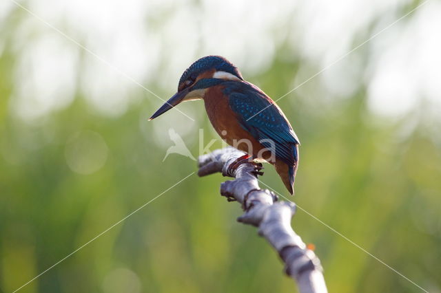 IJsvogel (Alcedo atthis)