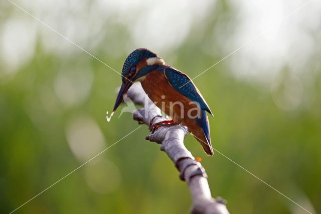 IJsvogel (Alcedo atthis)