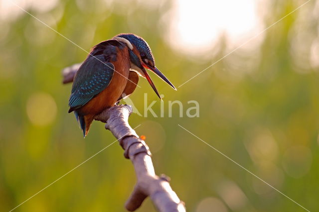 Kingfisher (Alcedo atthis)