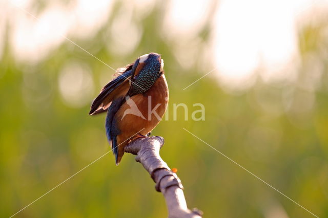 Kingfisher (Alcedo atthis)