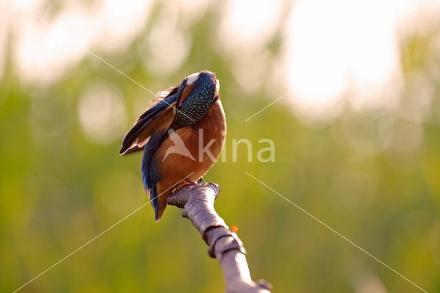 IJsvogel (Alcedo atthis)