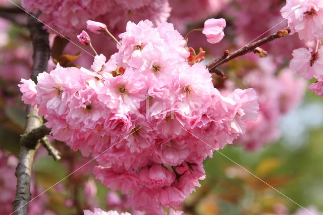 Japanese Cherry (Prunus serrulata)