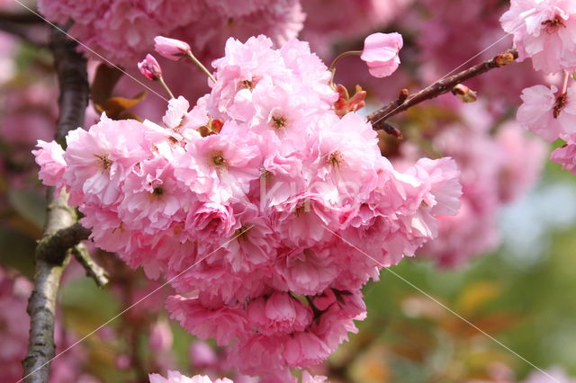 Japanse sierkers (Prunus serrulata)