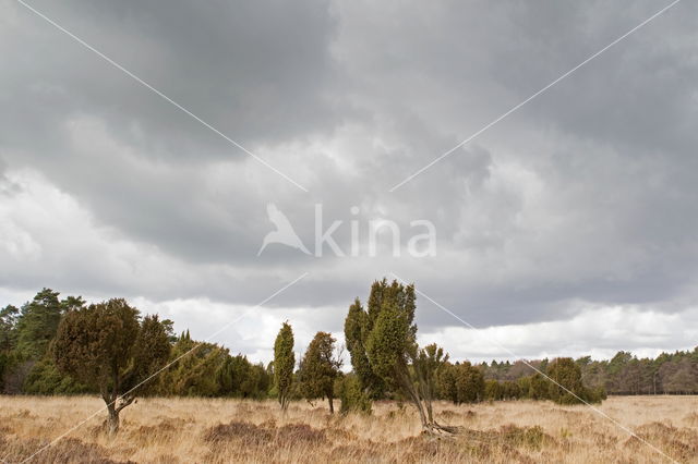 Jeneverbes (Juniperus communis)