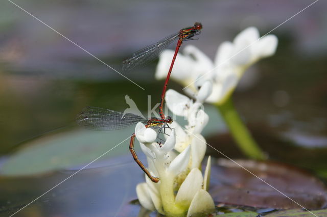 cape pondweed (Aponogeton distachyos)