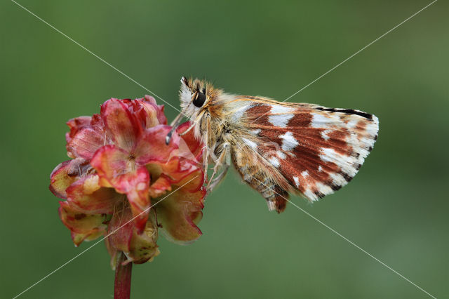 Red Underwing Skipper (Spialia sertorius)