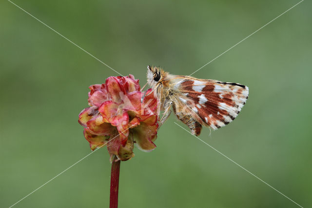 Red Underwing Skipper (Spialia sertorius)