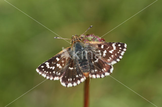 Red Underwing Skipper (Spialia sertorius)