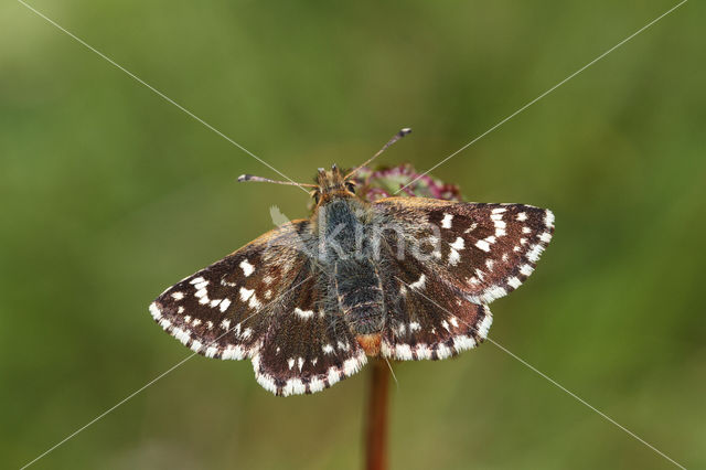 Red Underwing Skipper (Spialia sertorius)