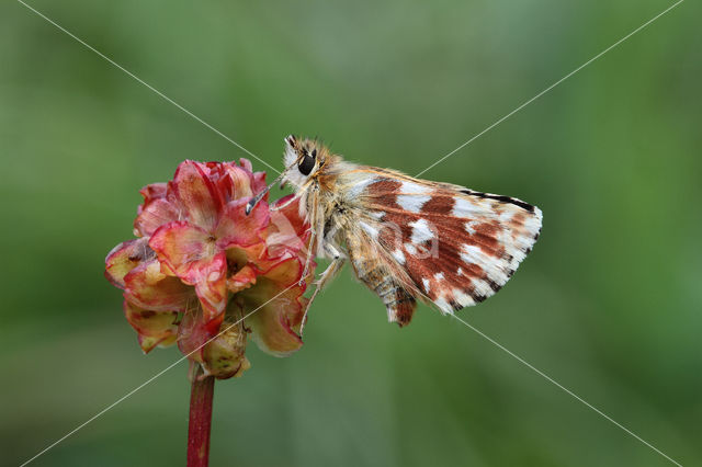 Red Underwing Skipper (Spialia sertorius)