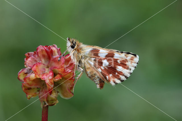 Red Underwing Skipper (Spialia sertorius)