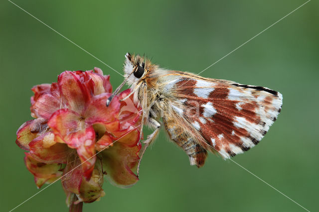 Red Underwing Skipper (Spialia sertorius)