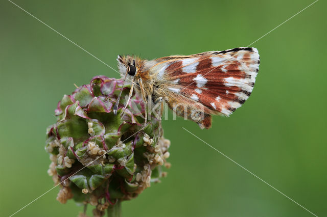 Red Underwing Skipper (Spialia sertorius)